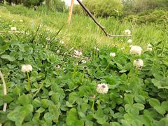 -大兴滨河森林公园