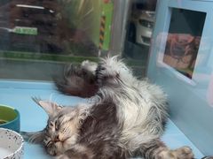 -FAELING PETS美天灵宠物(合生汇店)