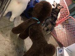 -more than meow吴止猫主题餐厅(承德 中船汇店)