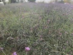 -羊亭河湿地公园