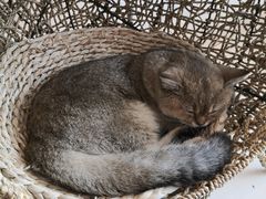 -飞行喵MR PILOT|猫舍·猫咖(静安大融城店)