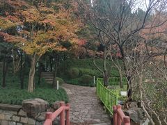 -嘉定紫藤园