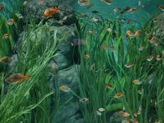 -上海海洋水族馆