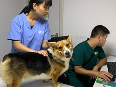 -宠颐生动物医院·猫科·心脏科(海口分院)