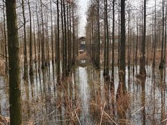 -池杉湖湿地公园
