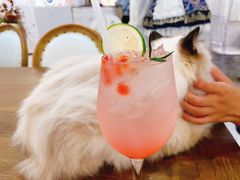 草莓气泡水-共舞时光猫咖·狗咖(新街口店)