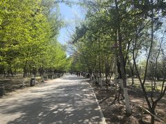 -长白岛森林公园