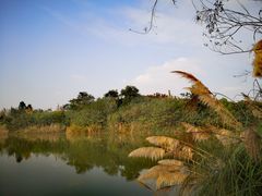 -白鹭湾湿地公园