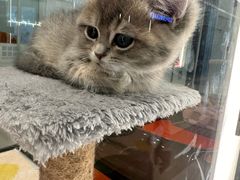 -babydoll猫舍·米努特·德文·缅因(久光中心店)