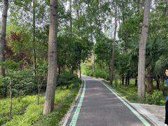 -合肥滨湖国家森林公园