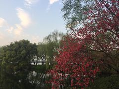 -西湖外事游船(花港观鱼码头)