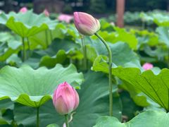 -陈家山荷花公园