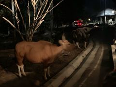 -清迈夜间动物园