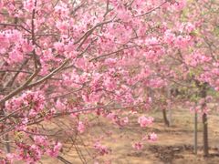 -天适樱花悠乐园