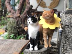 -喵屿·大理花园猫咖