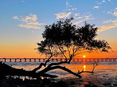 -宝安西湾红树林湿地公园