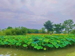 -良渚古城遗址公园