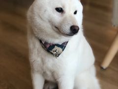 -柴犬小屋·柴餐厅·狗咖食堂(金鼎广场店)