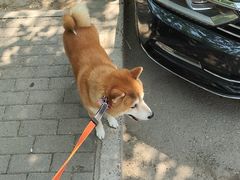 -美联众合动物医院·24h转诊中心