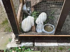 -成都保利公园皇冠假日酒店(熊猫基地店)