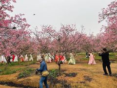 -天适樱花悠乐园