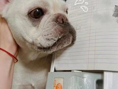 -萌宠之家·腊肠犬·马尔泰·小体犬舍