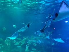 -烟台海昌鲸鲨海洋公园