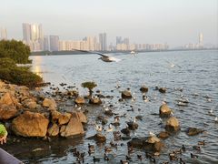 -深圳湾公园(南山区)