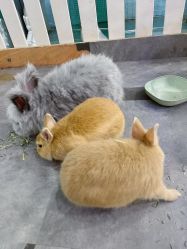 -神奇动物撸宠馆·羊驼·小浣熊·异宠(豫园店)