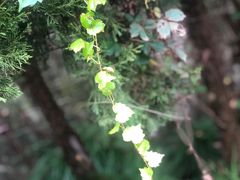 -上海花园饭店