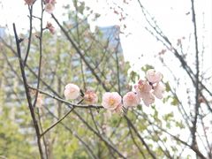 -洋湖国家湿地公园