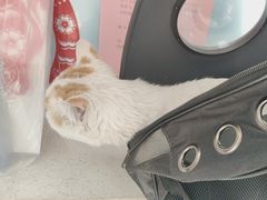 -北京观赏动物医院·24小时大型综合·猫专科·异宠专科