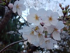 -中山公园