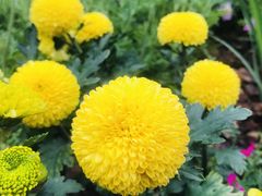 -深圳国际园林花卉博览园