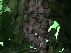 景点-青岛葡萄酒博物馆