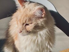 -豆逗聊愈猫阁Easy Life