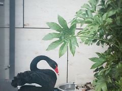 -行者书屋大堂吧 ·下午茶(南京圣和府邸酒店)