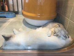 -1013 PET SHOP 宠物商店(近铁城市广场店)