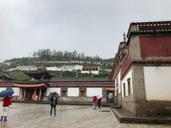 -塔尔寺菩提树