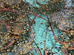 -渔民新村(番禺总店)