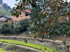 -杨家堂村