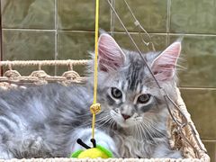 -帕帕拉兹宠物(亚洲旗舰店)