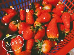 -喜杨洋草莓采摘园