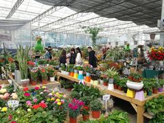 -三圣花乡旅游区