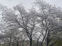 -中国茶叶博物馆(双峰馆区)