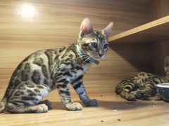 -喵百万·布偶·蓝金金渐层英短·猫舍(百子湾店)
