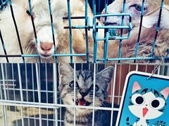 -桂林市花鸟市场