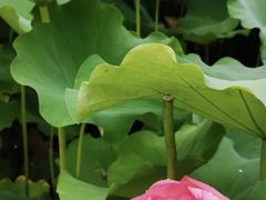 -陈家山荷花公园