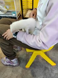 -神奇动物撸宠馆·羊驼·小浣熊·异宠(豫园店)