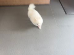 -半岛宠物医院24小时(科华中路店)
